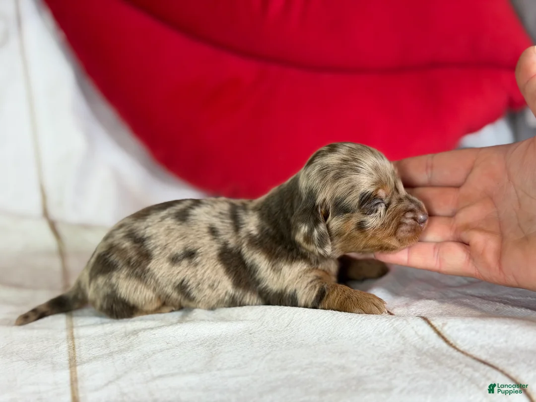 Miniature Dachshund dogs for sale: AKC LH Fallon DNA OFA - Ad 1