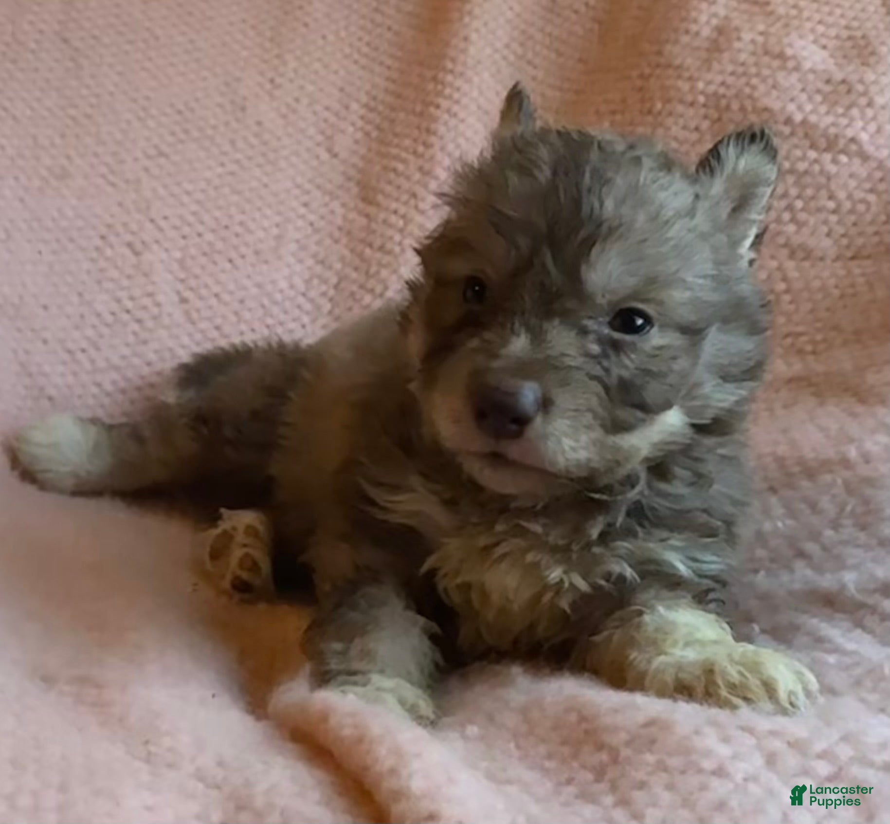 Siberian Husky dogs Vixen - Ad 9