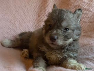 Siberian Husky dogs Vixen - Ad 9