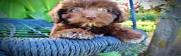 Havapoo dogs for sale: Emily - Ad 3