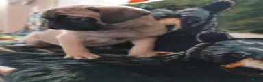 Pug 1