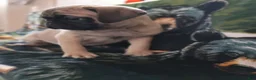 Pug dogs for sale: Pug 1 - Ad 1