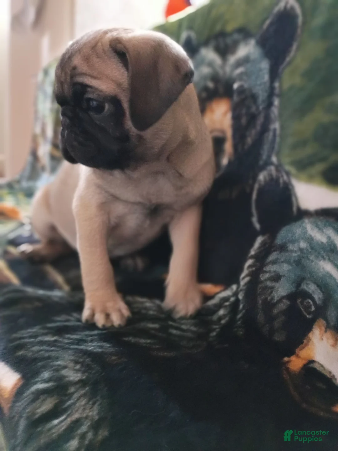 Pug dogs for sale: Pug 1 - Ad 1