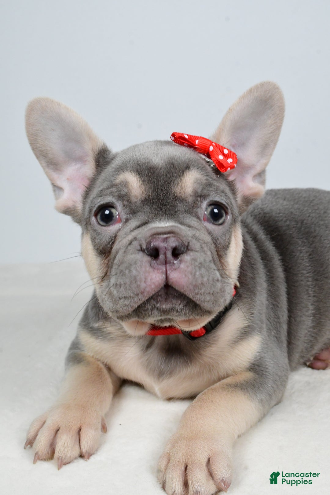 French Bulldog dogs for sale: Buddy  - Ad 4