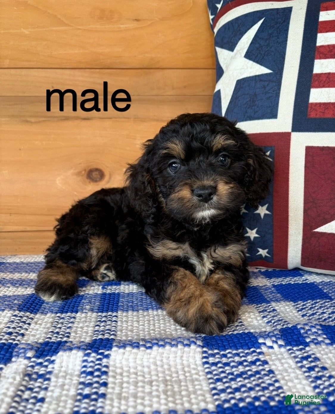 Mixed Breed dogs Mixed Breed 3 - Ad 32