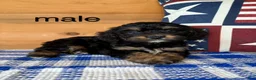 Mixed Breed dogs for sale: Mixed Breed 3 - Ad 1