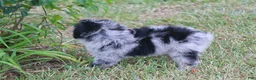 Aussiedoodle dogs for sale: Chrissy - Ad 4