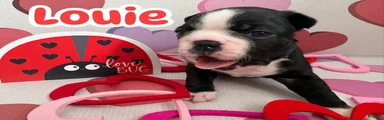 Boston Terrier Puppy 3