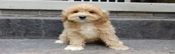 Cavapoo dogs for sale: Benji - Ad 6