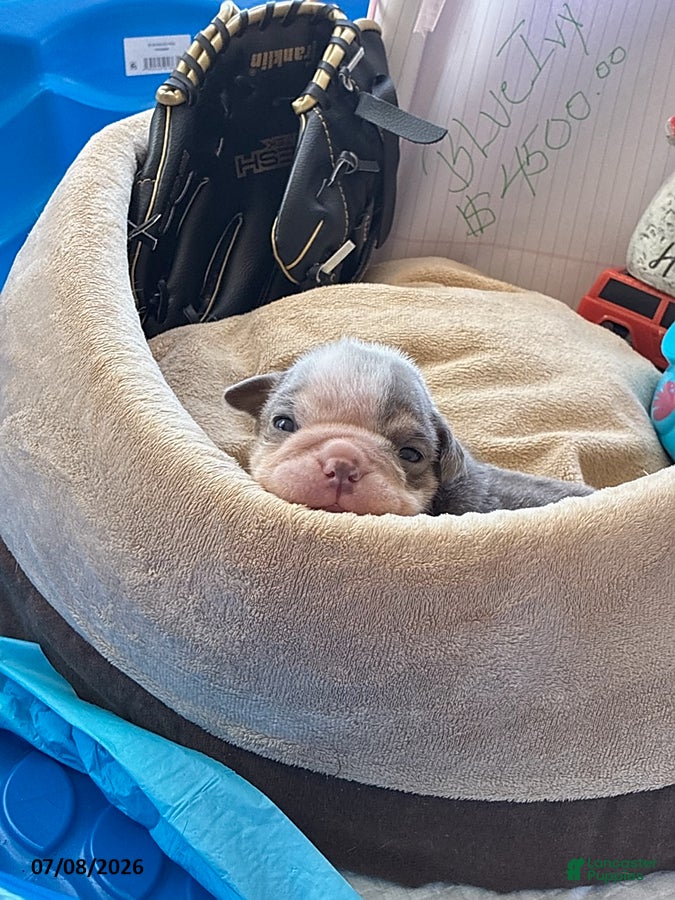 English Bulldog dogs Blue Ivy - Ad 2