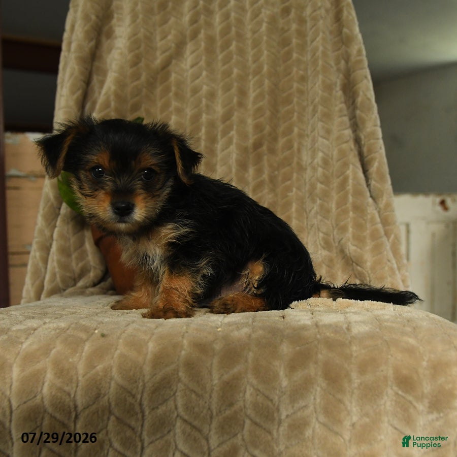 Morkie dogs Nelson - Ad 2