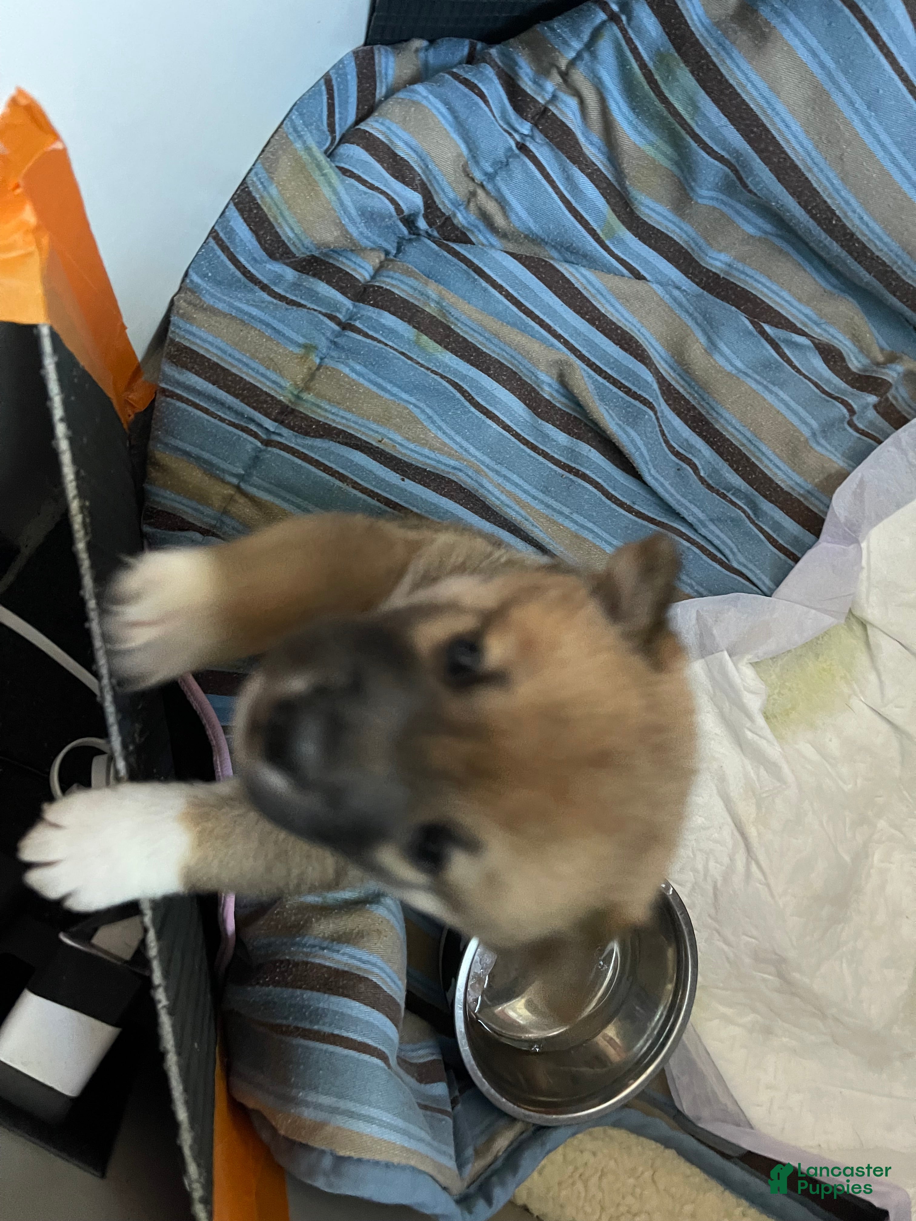 Shiba Inu dogs Shiba Inu Puppy 3 Dingo  - Ad 2