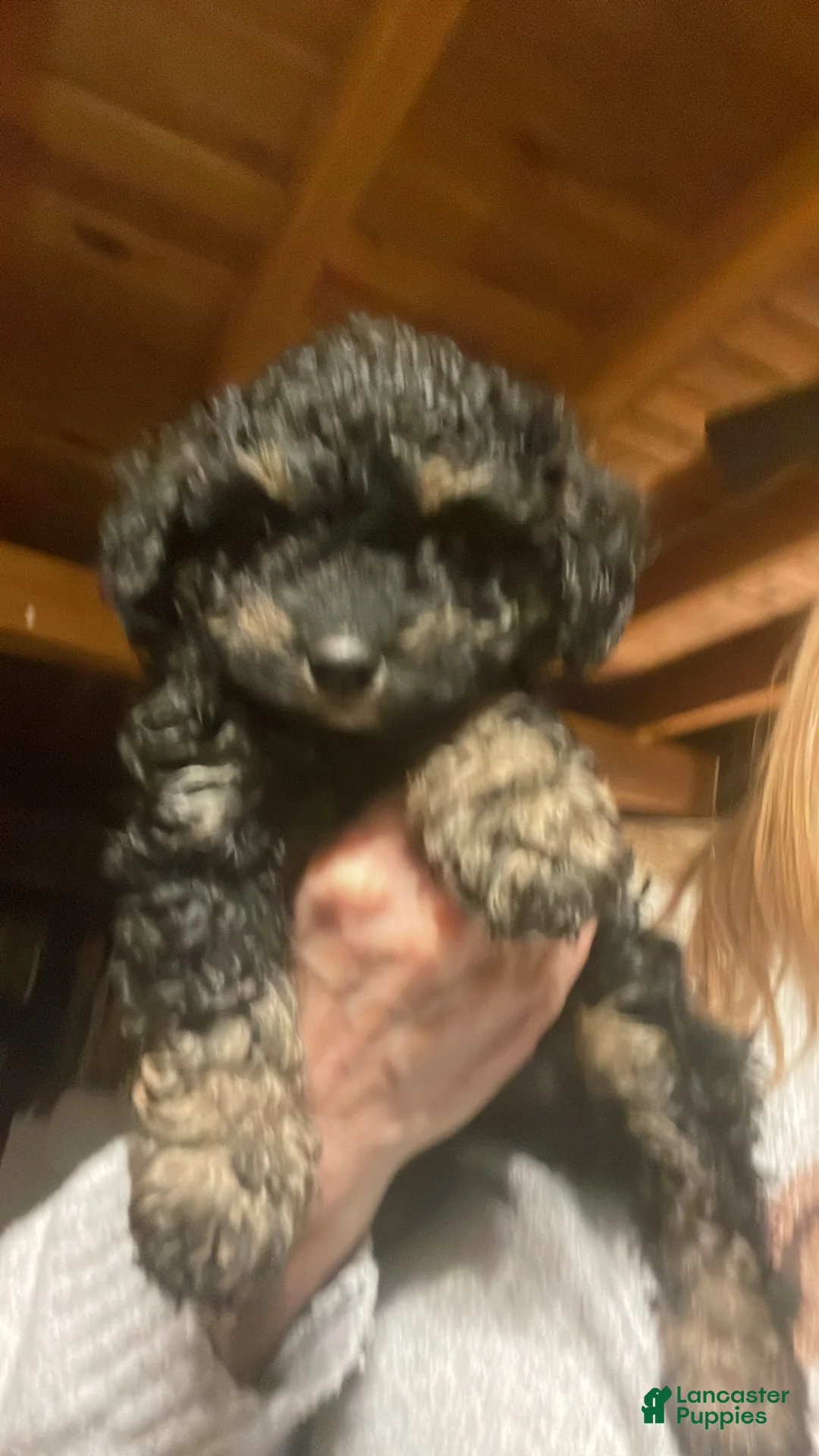 Cavapoo dogs for sale: Matilda - Ad 3