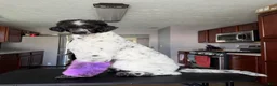 Standard Poodle dogs for sale: Standard Poodle 1 - Ad 4