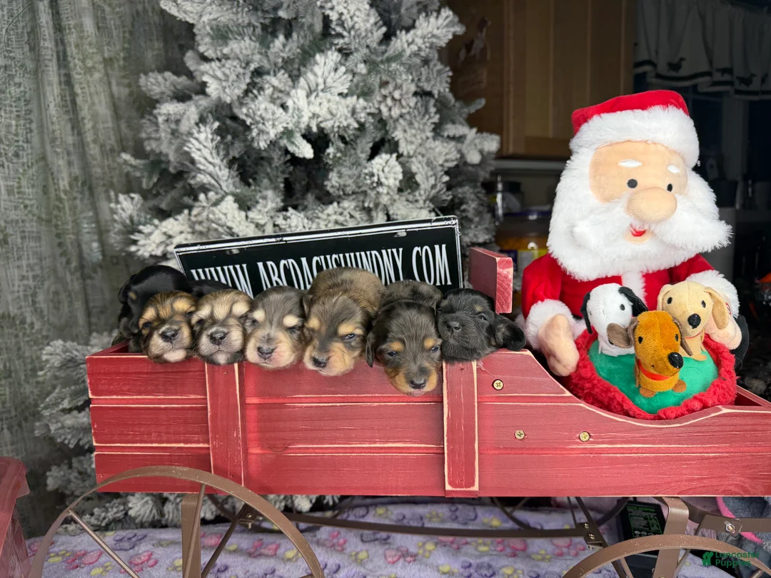 Miniature Dachshund dogs for sale: CReam  - Ad 6
