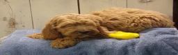 Cockapoo dogs for sale: Barry - Ad 5