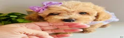 Maltipoo dogs for sale: Tiny Tulip - Ad 4