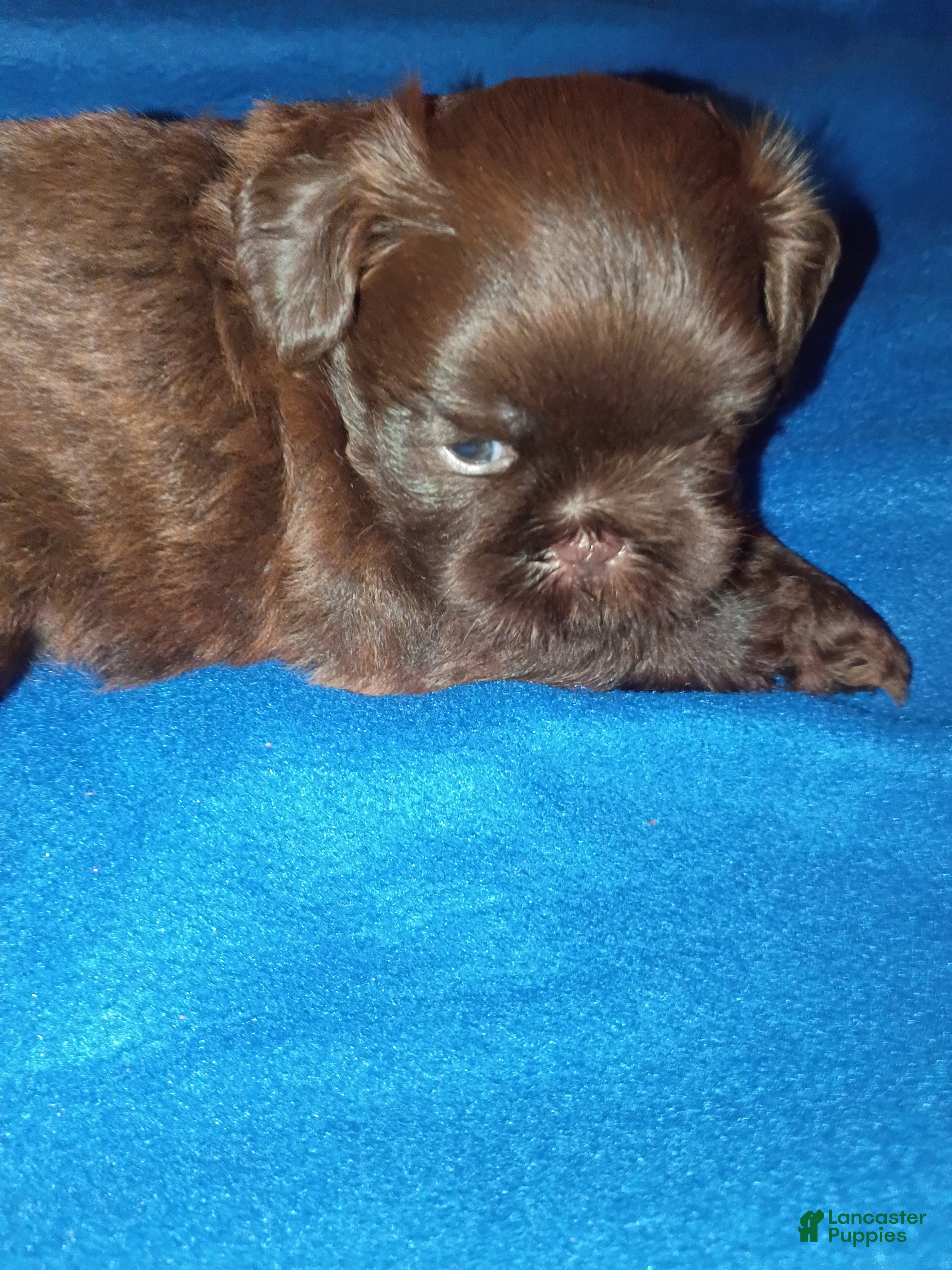 Shih Tzu dogs Shih Tzu 1 - Ad 2