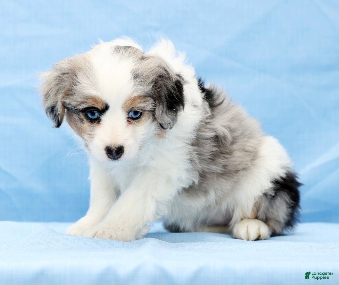 Mini Aussiedoodle dogs for sale: Winnie - Ad 8