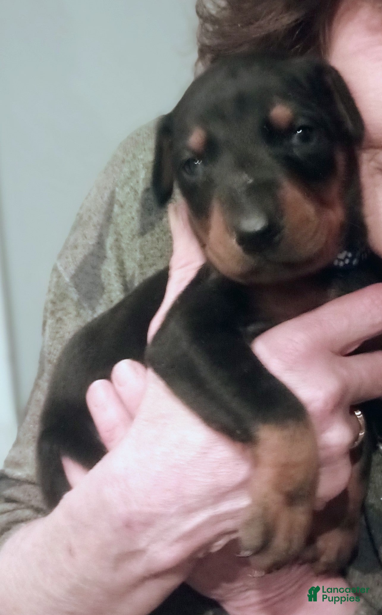 Doberman Pinscher dogs Sparky - Ad 42