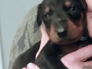 Doberman Pinscher dogs Sparky - Ad 42