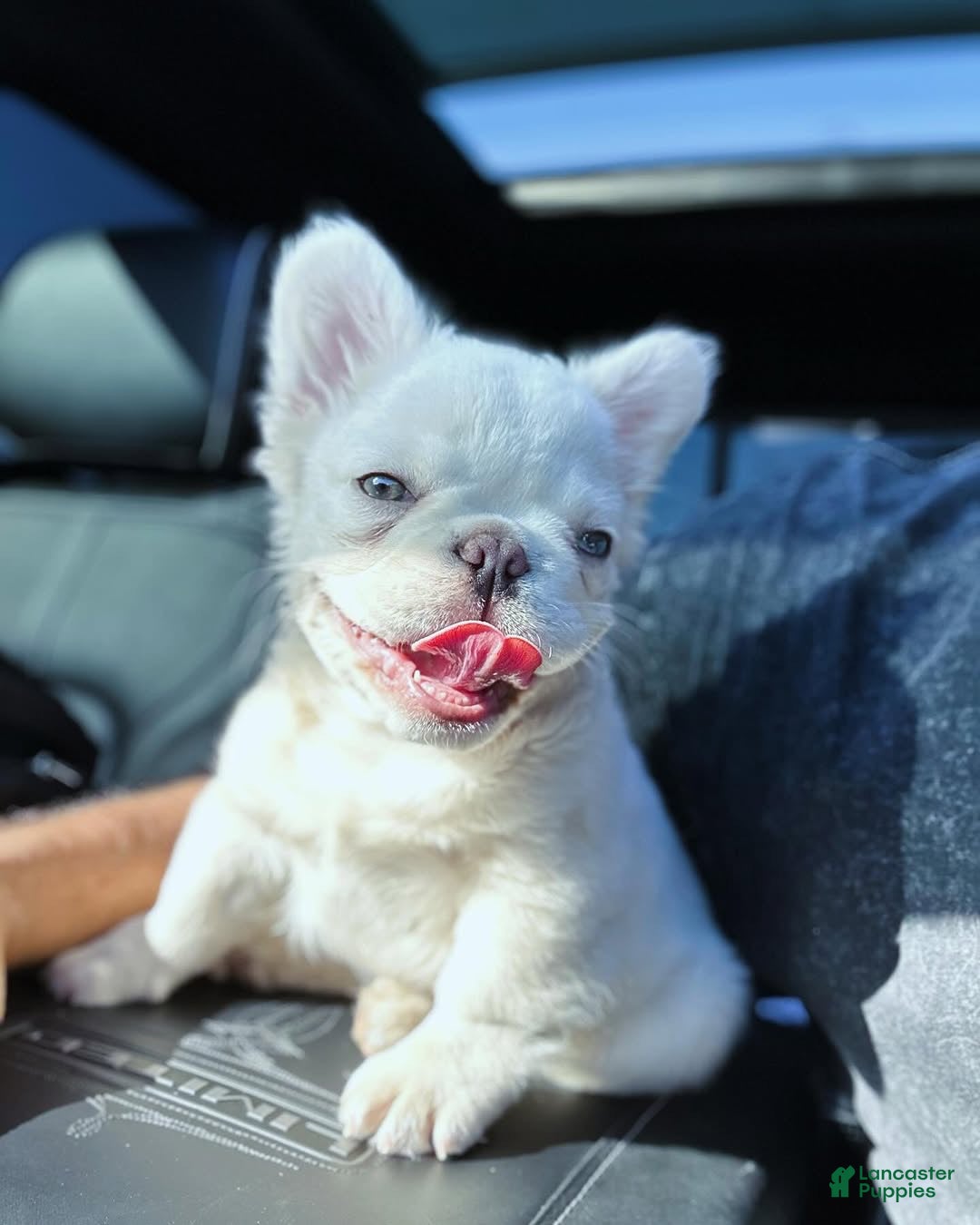 French Bulldog dogs Lesly - Ad 13