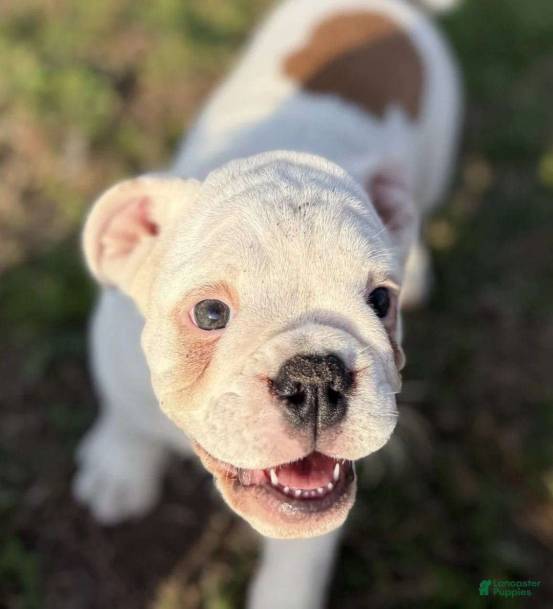 English Bulldog dogs for sale: Heartly - Ad 1
