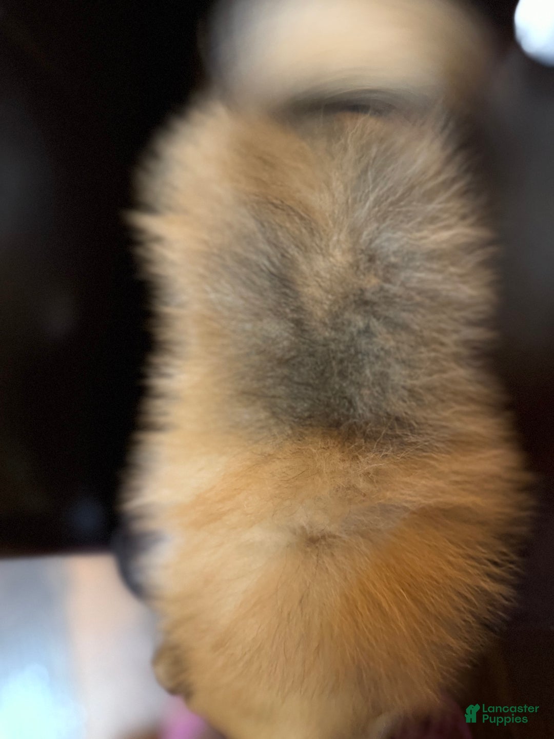 Pomeranian dogs for sale: Tiny Tim  - Ad 8