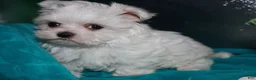 Maltese dogs for sale: Fannie - Ad 15