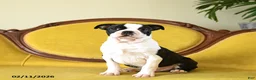 Boston Terrier dogs for sale: Dasher - Ad 9