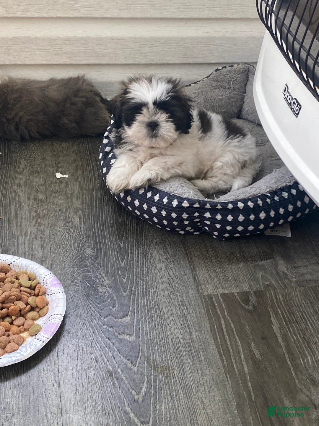 Shih Tzu dogs for sale: Shih Tzu Puppy 1 - Ad 2