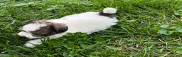 Mixed Breed dogs for sale: Milo - Ad 3