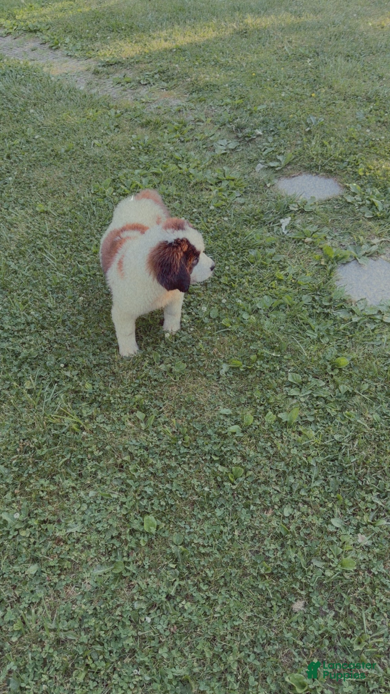 Saint Bernard dogs Beethoven  - Ad 22