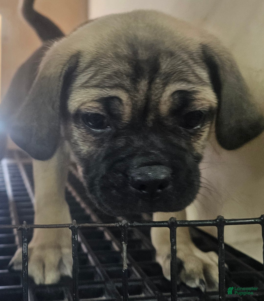 Pug dogs for sale: Pug Puppy 1 - Ad 3