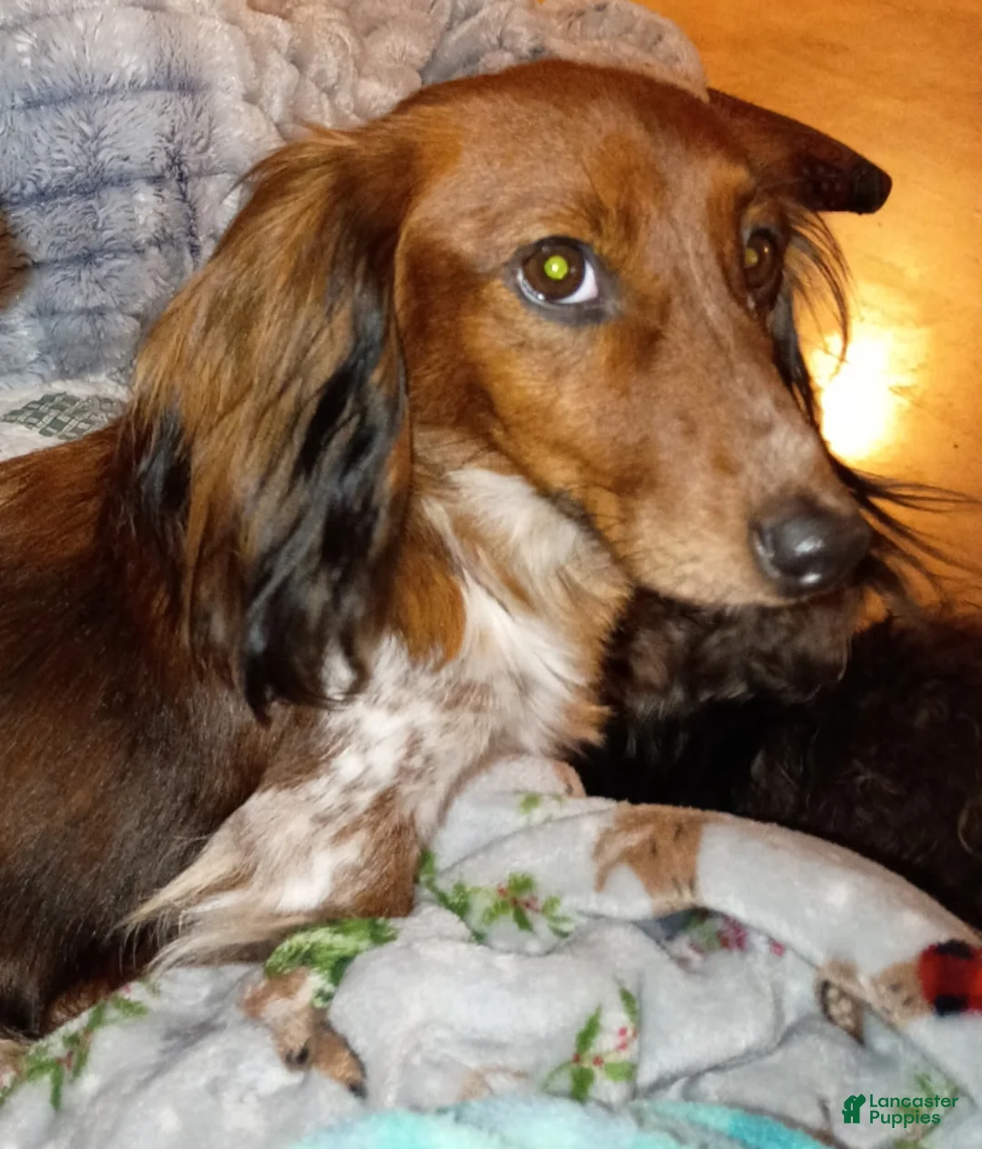 Dachshund dogs for sale: Schnitzel  - Ad 4
