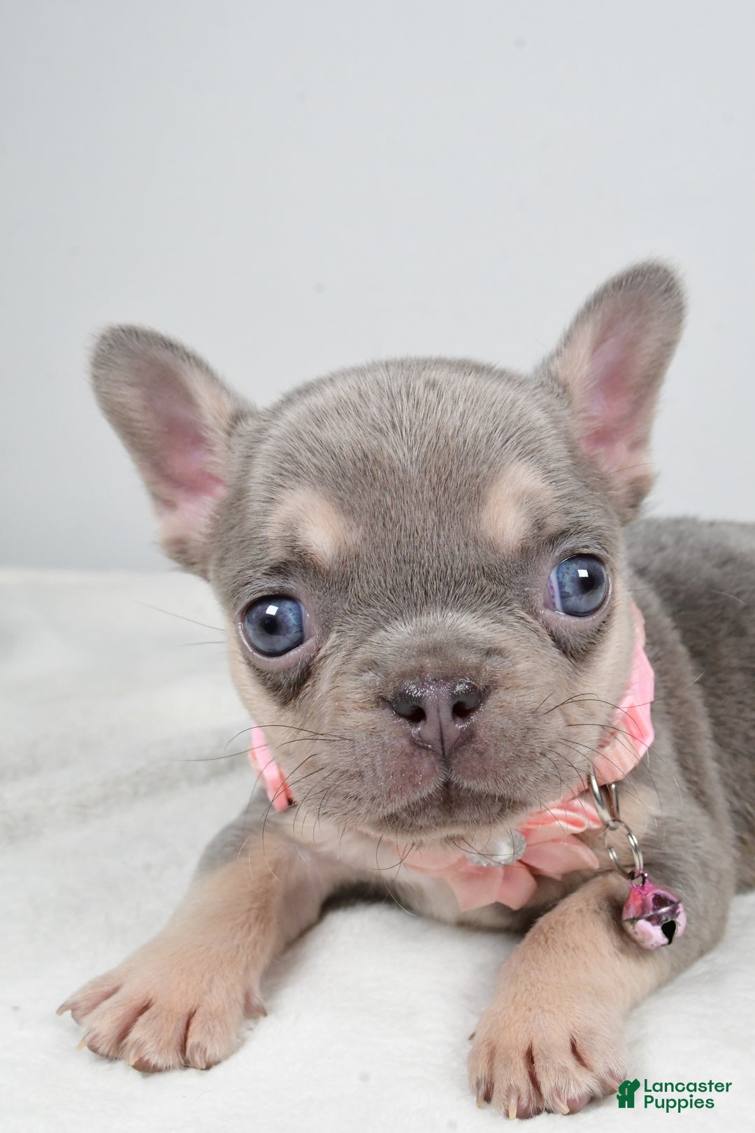 French Bulldog dogs for sale: Wendy - Ad 6