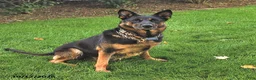 German Shepherd dogs for sale: Ash  - Ad 6