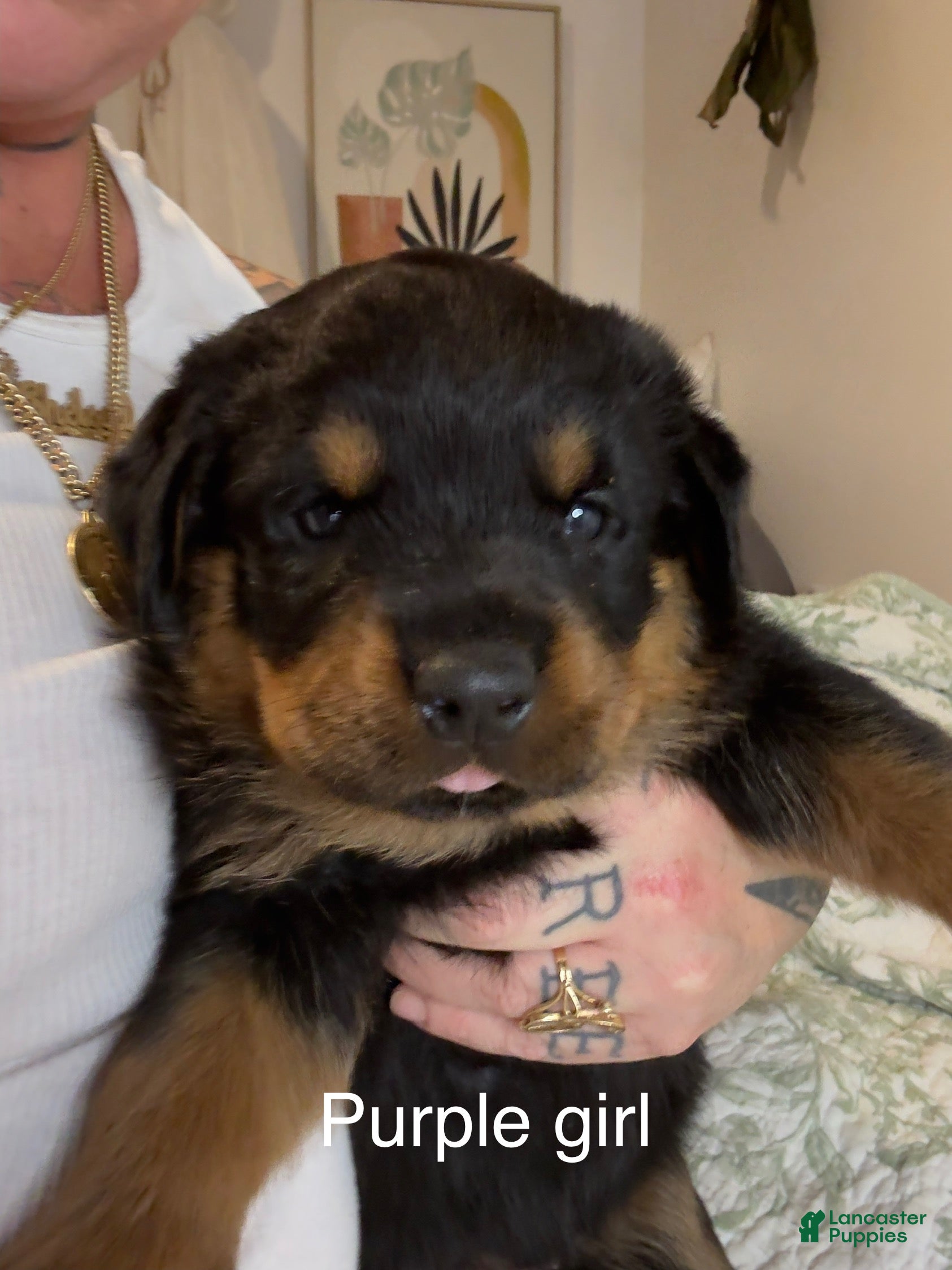 Rottweiler dogs Purple girl  - Ad 36