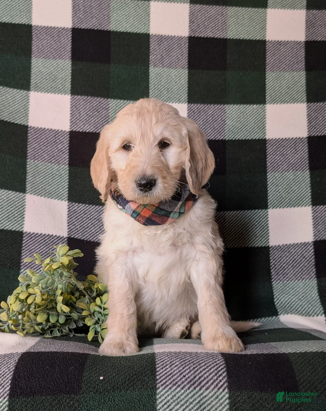 Goldendoodle dogs for sale: Demarcus Standard size Hypoallergenic - Ad 2