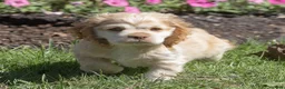 Cocker Spaniel dogs for sale: Louie Cocker Spaniel  - Ad 4