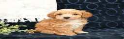 Maltipoo dogs for sale: Andy - Ad 4