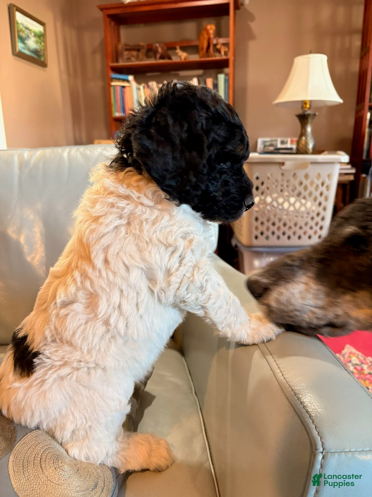 Mixed Breed dogs for sale: Teddy - Ad 2