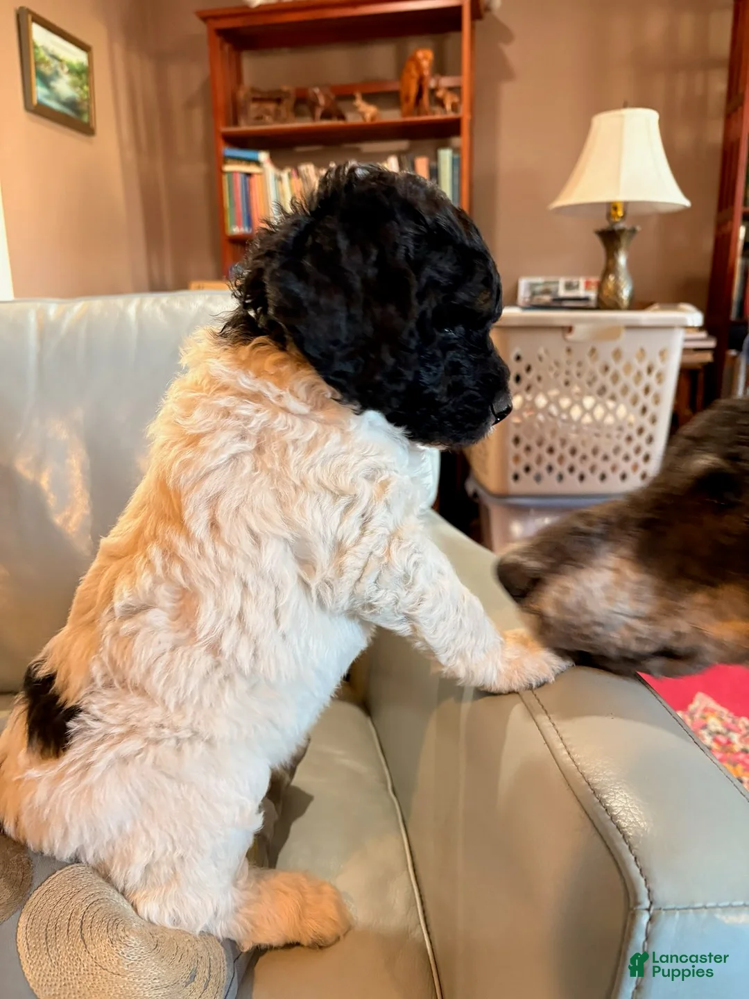 Mixed Breed dogs for sale: Teddy - Ad 2