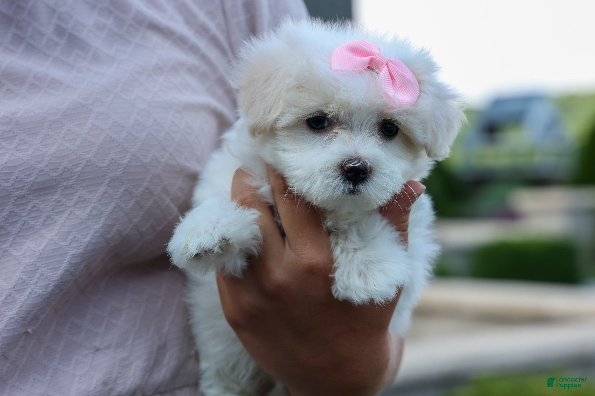 Maltese dogs OLENNA - Ad 1