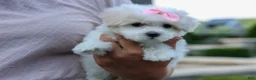 Maltese dogs for sale: OLENNA - Ad 1