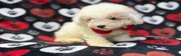 Bichpoo dogs for sale: Hex - Ad 2