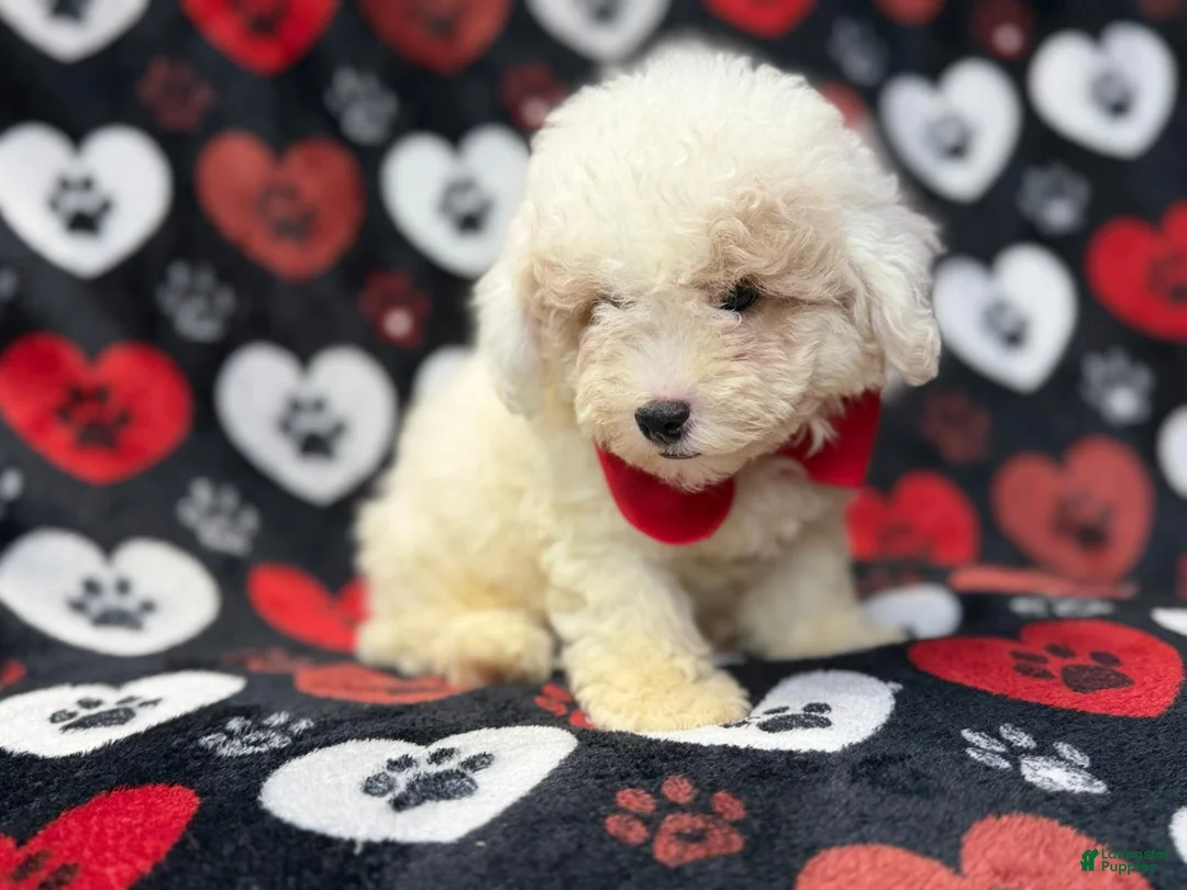 Bichpoo dogs for sale: Hex - Ad 2