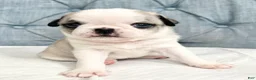 Pug dogs for sale: Panda blue eyes girl - Ad 6
