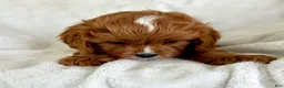 Cavapoo dogs for sale: Louie 💙 - Ad 2
