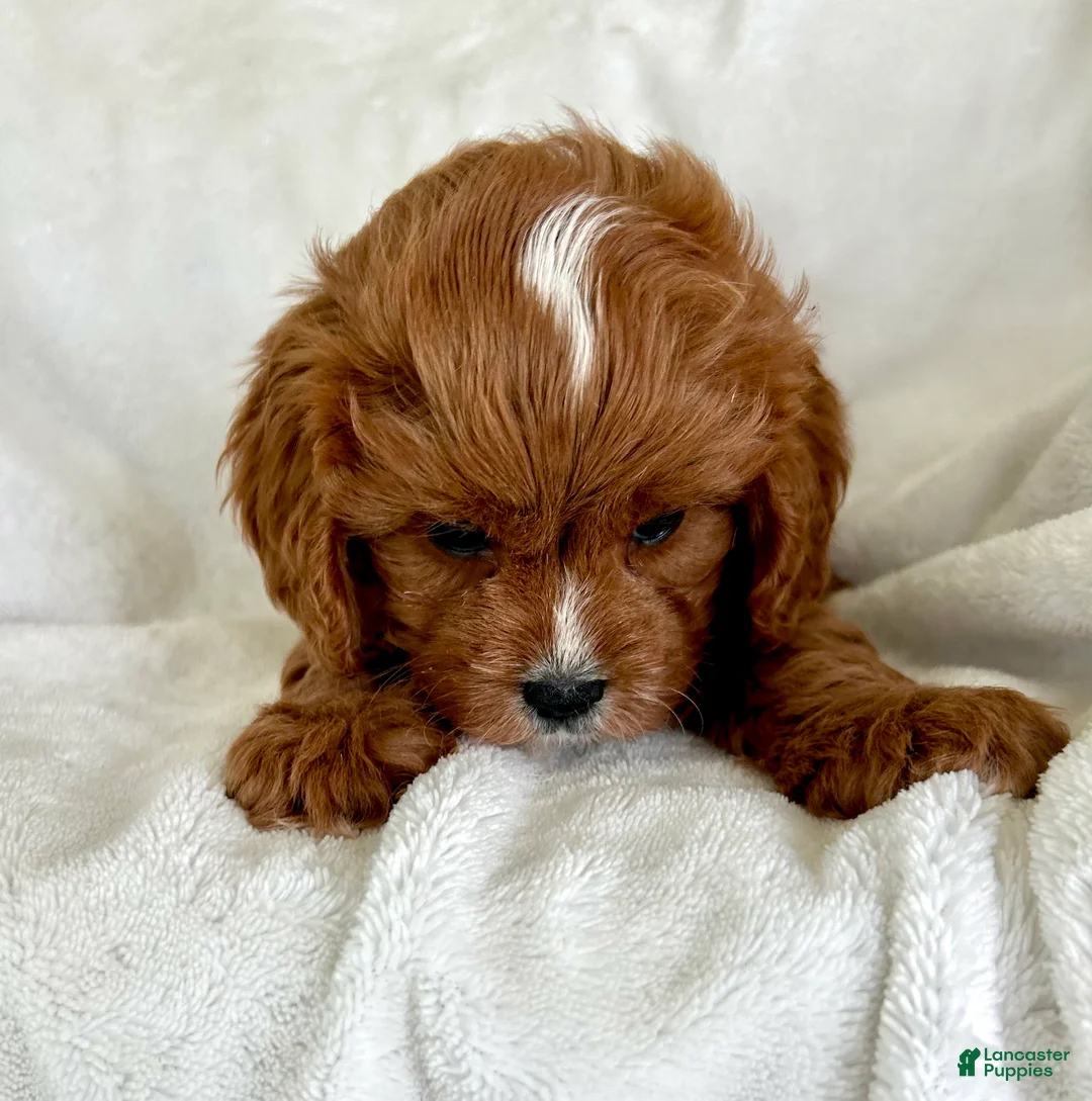 Cavapoo dogs for sale: Louie 💙 - Ad 2